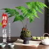 Bola de Musgo de Helecho de Fósforo Rojo Planta Verde Helechos para Nichos de Oficinas Interiores y Estudios, Tolerante a la Sombra, Nuevo Estilo Zen Chino Bonsái para Mesas de Café