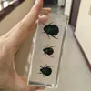 5# Espécimen de Insecto Real de la Ciudad de Dashu Museo Transfronterizo Investigación Regalo Creativo Acrílico Resina Transparente Gota de Pegamento