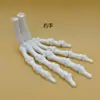 Modelo 3D de Articulação da Mão Humana Osso da Mão Ulna Rádio Modelo Mão e Pé Cirurgia Esqueleto Ornamentos de Palma Adereços