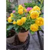 Planta de Rosas para Balcón con Semillas de Rosa, Rosas en Maceta de Fragancia Fuerte Todo el Año, Plantas de Flores Extra Grandes para Balcón y Patio