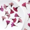 Flor de cerejeira lado pressionado flores secas em relevo marcador photo frame planta espécime pétala maquiagem flor real vela de seda ventilador material de flor pressionada