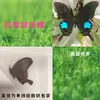 Especímenes de Mariposas Reales para Práctica, Mariposas Originales con Alas Sin Abrir, Materiales DIY para Espécimenes de Insectos, Mariposas Monarca, Insectos Originales, Mariposas Cola de Golondrina