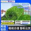 Césped artificial transfronterizo para campos de fútbol de jardín de infantes, césped de patio, tapetes para exteriores, áreas de juego para bodas, césped artificial simulado