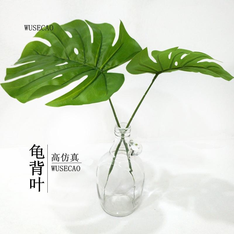 A龟背叶主四
