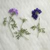 Pequena Beleza Sakura com Galhos, Flores Secas, Espécimes de Plantas em Relevo, Flores Prensadas Manuais DIY, Velas Perfumadas, Flores para Porta-Retrato