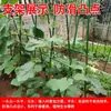 Enrejado para Plantar Pepino en Jardín Exterior, Enrejado para Frijol, Poste de Soporte para Plantas Trepadoras, Tubo de Acero Recubierto de Plástico, Enrejado para Plantas de Enredadera en Azotea