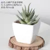 Bonsai de Plástico Carnudo Artificial Decoração de Flores Artificiais Bonsai Interno Casa Escritório Planta Verde Pequenos Enfeites Plantas Artificiais