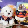 Baberos para Mascotas para Gatos y Perros, Baberos con Elementos de Halloween, Perros Pequeños y Medianos Lindos, Decoraciones de Cuello para Perros Tipo Teddy