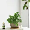 Hierba de Dinero Cultivo Hidropónico en Tierra Planta Viva Purificadora de Aire Interior Oficina Escritorio Maceta Flor Perenne Todo el Año