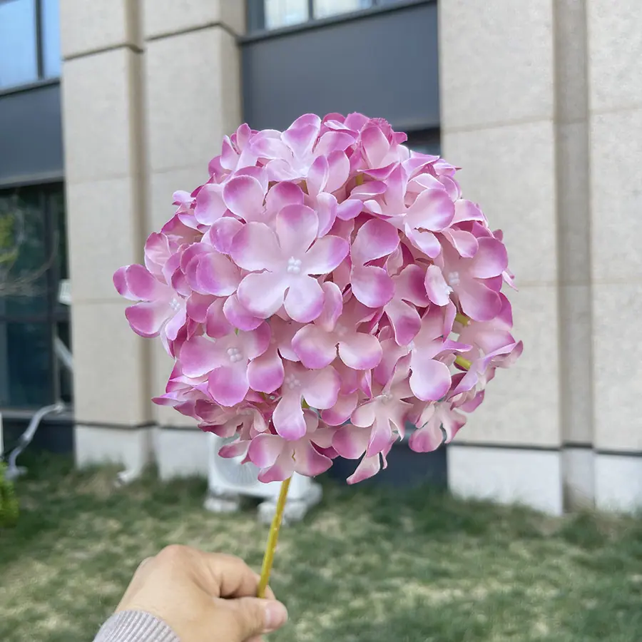 55# 17cm5瓣大如意绣球-wxlsx-渐变紫.JPG