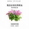 Flor de Clavo Aceite Esencial Individual Clavo de Olor Indonesio Aceite Vegetal Cuidado de la Piel Aromaterapia Masaje Calentamiento Materia Prima Venta al por Mayor Antibacteriano