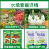 Tulipanes Hidropónicos al por Mayor 5 Grados Bulbos Grandes Resistentes al Frío para Invierno Interior/Exterior Fáciles de Cultivar para Principiantes Flores en Maceta Plantas