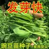 Sementes de Brotos de Ervilha Sementes Frescas de Pontas de Ervilha Sementes de Vegetais Verdes de Primavera e Outono Plantas em Vasos para Varanda