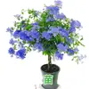 Planta Verde em Vaso em Formato de Pirulito Floco de Neve Azul Floresce o Ano Todo, Fácil de Cuidar, Mudas Grandes com Botões de Flores, Flores Resistentes ao Calor para Varanda e Jardim