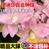 Bulbos de Lírio São Fáceis de Cultivar e Manter o Ano Todo, Adequados para Varandas Internas e Externas, Plantas em Vasos de Flores de Lírio Fragrantes Extra-Grandes Importadas