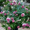 Bonsái de Rosa Cappuccino de Tamaño Mediano con Colores Vibrantes y Moderadamente Profundos, Flores de Larga Duración y Adecuado para Pérgolas