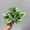 Planta Artificial com Folhas em Padrão de Rede, Folhas de Hera Verdes para Decoração Suave, Paisagem em Microescala para Pendurar na Parede, Plantio no Solo, Parede de Plantas, Arranjo de Flores e Paisagismo