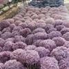 Anna Hydrangea Hydrangea Hydrangea Flor eterna flutuante Flor seca Decoração para casa Fábrica de Yunnan Atacado Frete grátis