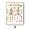 Pintura de Lienzo Poster de Anatomía Humana Músculo Mapa Humano Arte Imagen Ciencia Habitación Médica Pintura Decorativa Núcleo