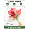Plantas Hidropónicas en Maceta con Flores, Flores de Interior y Plantas Verdes, Plantas Acuáticas Fáciles de Cuidar en Todas las Estaciones, Rábano Verde, Espárragos Ricos, Arracacha, Palmera Roja y Blanca