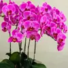 Planta de Phalaenopsis en Maceta con Vara Floral y Capullo Floral Flor Otoño e Invierno Orquídea para Sala de Estar Plántula Grande Planta de Interior Fácil de Mantener en Todas las Estaciones