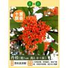 Mudas de Osmanthus Dropshipping durante todo o ano Osmanthus em vasos de plantas de flores internas Osmanthus dourado e Osmanthus Courtyard Árvore grande Tipo de fragrância forte