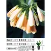 Orquídea Mariposa Monje Clivia Auténtica en Maceta Redonda con Capullos en la Sala de Estar y la Oficina Plántulas de Orquídea Florecen en Todas las Estaciones