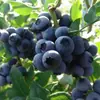 Mudas de Mirtilo F6 Esmeralda, Frutificação Dupla Temporada, Adequadas para Plantio em Regiões do Norte e do Sul, Mudas de Árvore Frutífera em Vasos Originais e Terra, Enviadas com Flores