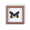 Borboleta Pavão Borboleta Real Espécime Pintura Decorativa para Pendurar Ornamento de Inseto Moldura de Madeira Maciça Presente para Melhor Amigo Presente Único