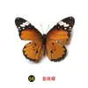 Especímenes Tridimensionales de Mariposas e Insectos Reales para la Educación Científica Infantil en Jardines de Infancia, con Alas Extendidas, Diseño de Estilo Fotográfico 1