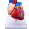 Novo Modelo Natural de Coração Grande Modelo de Ensino do Departamento de Cardiologia da Faculdade de Medicina Anatomia do Coração