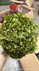 [Niebla Natural Hortensia] Flor Eterna Flor Seca Hortensia Anna Hortensia Lobular Material para Boda DIY Venta al por Mayor