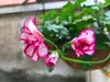 Plántulas de Geranio en Maceta para Dropshipping, Plántulas de Flor de Geranio de Doble Pétalo, Plantas Verdes Ojos de Ángel para Patio y Balcón