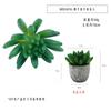 En existencia Simulación de dedos carnosos de bergamota Planta en maceta Decoración de escritorio Regalo Mini planta verde Pequeño bonsái TEMU Planta de simulación