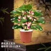 Planta en Maceta Árbol Bodhi con Fruta Bonsái Planta de Interior para Oficina Decoración de Escritorio Planta Verde Zen China