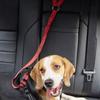 Suministros transfronterizos para mascotas, popular cinturón de seguridad para el automóvil para mascotas, correa retráctil para perros, correa para perros, correa para perros, correa para perros