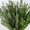 5 tenedor eucalipto tacto plástico suave 3 Cabezas Hoja de Dinero planta simulación flor artificial decoración boda flor simulación venta al por mayor