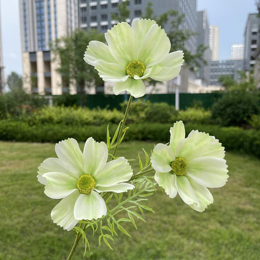 3头莫奈格桑花-sxrmzx-浅绿.JPG