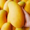 Hainan Jin Huang Mango Fresco Narciso Mango Paquete de Gato Caja Entera Piel Fina Fruta de Temporada para Mujeres Embarazadas Frutero Entrega Directa Envío Gratis