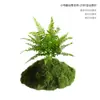 Musgo Sintético Decoración Suave para Interiores Conjunto de Micro-Paisajismo Combinación Ventana Pasillo Musgo Falso Planta Verde Decoración de Paisajismo Arreglo