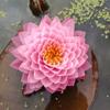 Una Pieza de Dropshipping para Todas las Estaciones Lirio de Agua Planta Hidropónica Cultivada en Agua Plántulas de Loto Acuático Resistente al Frío Lirio de Agua Grande Rizoma de Lirio de Agua Cinturón de Lirio de Agua de Loto