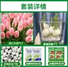 Tulipanes Hidropónicos al por Mayor 5 Grados Bulbos Grandes Resistentes al Frío para Invierno Interior/Exterior Fáciles de Cultivar para Principiantes Flores en Maceta Plantas