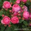 Atacado de Mudas de Rosa Trepadeira, Arco de Rosas Trepadeiras, Planta Envasada Gema de Areia de Dragão, Rosa Multiflora que Floresce no Mesmo Ano