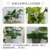 Columna de Musgo Empalmable Planta Trepadora Columna Trepadora Plantación Caliente Monstera Pothos Monstera Columna Trepadora Soporte Fijo