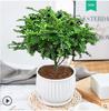 Planta en Maceta de Madera de Pimienta de una Sola Pieza para Envío Directo Mini Interior Creativo Escritorio Bonsái Pequeño Oficina Planta Verde Fácil de Mantener Todo el Año