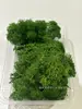 Musgo de Reno Preservado Flor Seca DIY Paisajismo Micro Paisaje, Botella Ecológica, Planta en Maceta de Vidrio, Cubierta de Suelo para Bonsái