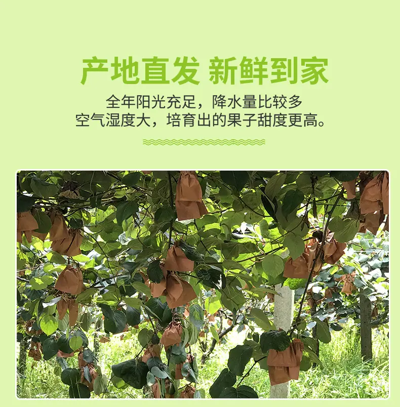 陕西翠香猕猴桃详情图9