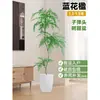 Planta Viva Jacaranda Sala de Estar Planta Grande en Maceta Interior Fácil de Mantener de Pie Flor Real Paisaje Jardinería para Absorber Formaldehído