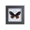 Marco de Vidrio Moderno Sencillo para Espécimenes de Mariposa Sala de Estar Regalo Pintura Decorativa Marco de Espécimen