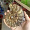 Concha natural malagea al por mayor rodaja de fósil de concha pieza abierta piedra crisantemo de concha fósil de paleontología espécimen de piedra original